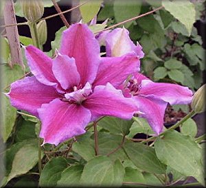 Clematis photograph