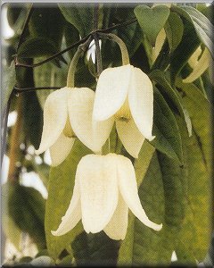 Clematis photograph