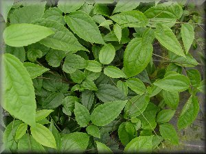 Clematis photograph