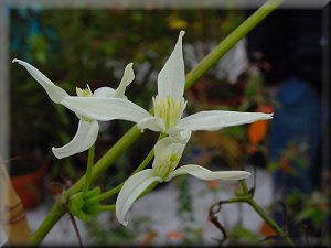 Clematis photograph