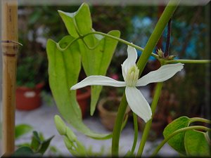 Clematis photograph