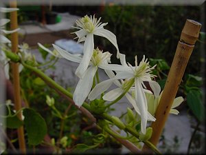 Clematis photograph