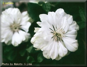 Clematis photograph