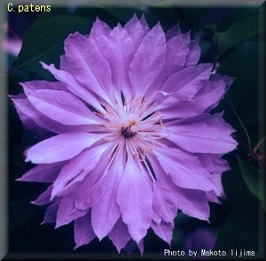 Clematis photograph