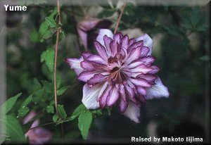 Clematis photograph