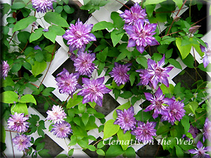 Clematis photograph