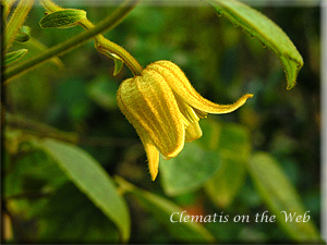 Clematis photograph