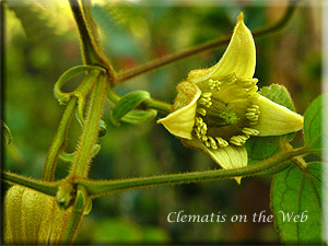 Clematis photograph