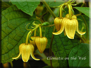 Clematis photograph