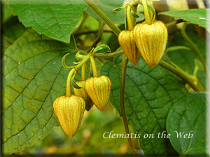 Clematis photograph