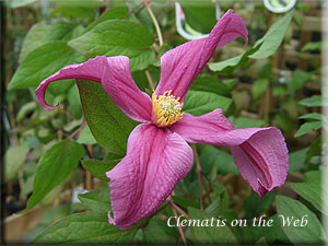 Clematis photograph