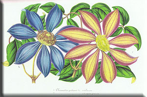 Clematis photograph