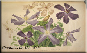 Clematis photograph