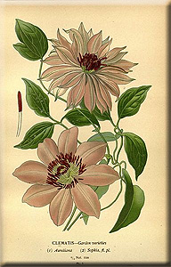 Clematis photograph