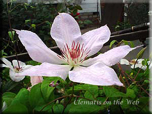 Clematis photograph