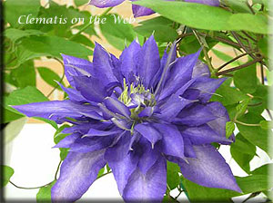 Clematis photograph