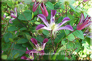 Clematis photograph