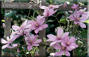 Clematis photograph