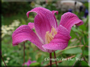 Clematis photograph