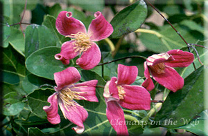 Clematis photograph