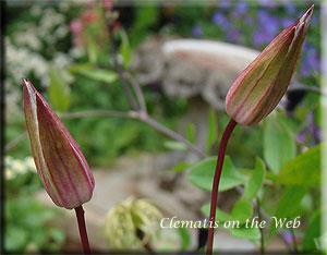 Clematis photograph