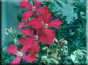 Clematis photograph