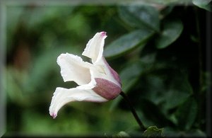 Clematis photograph