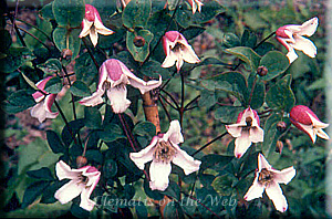 Clematis photograph