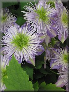 Clematis photograph