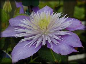 Clematis photograph