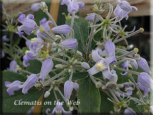 Clematis photograph