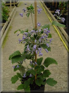 Clematis photograph