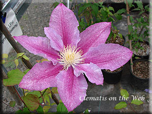 Clematis photograph