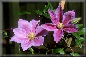 Clematis photograph