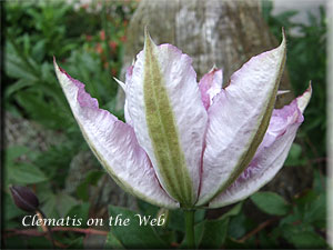 Clematis photograph