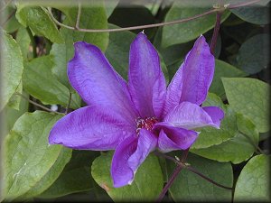 Clematis photograph