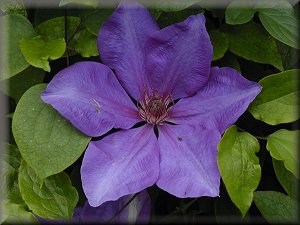 Clematis photograph