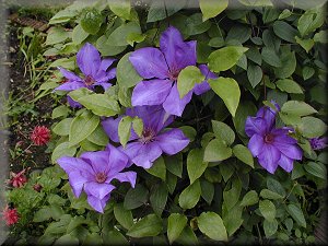 Clematis photograph