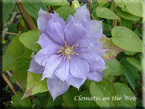 Clematis photograph