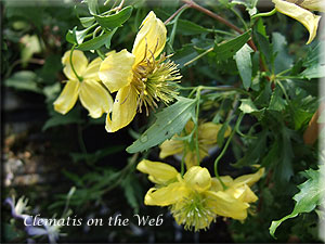 Clematis photograph