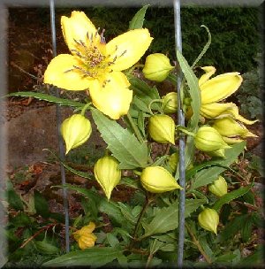 Clematis photograph