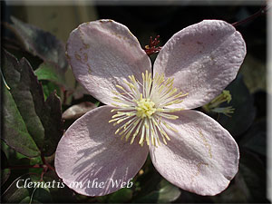 Clematis photograph