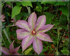 Clematis photograph