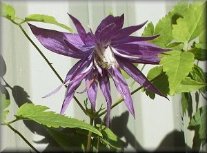 Clematis photograph