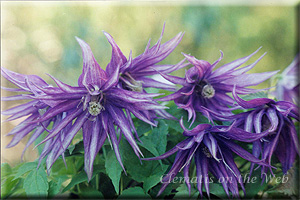 Clematis photograph