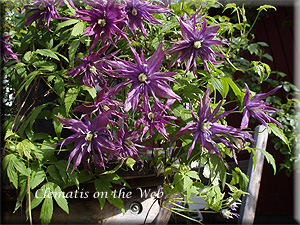 Clematis photograph