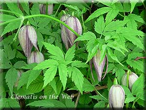 Clematis photograph