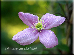 Clematis photograph