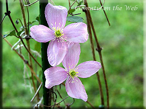 Clematis photograph