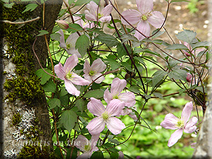 Clematis photograph